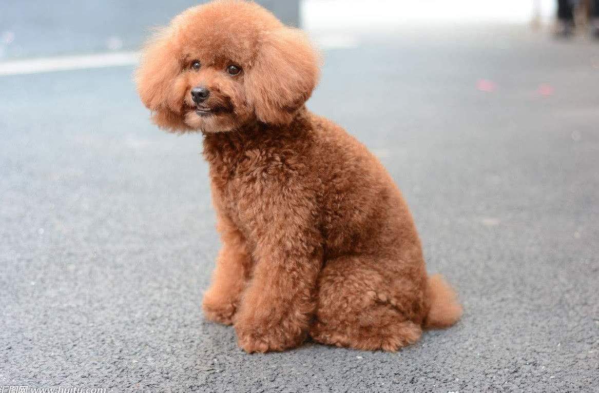 泰迪的这些坏习惯，你还在纵容吗，你后悔了没有