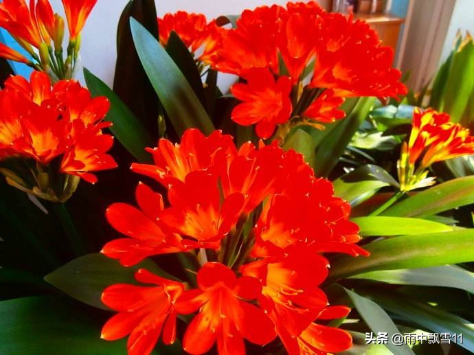 君子兰养法为什么君子兰不开花,君子兰不开花用什么方法才能开花