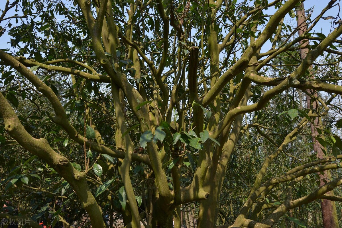 曝光过“古树茶”内幕,岩茶十大骗局茶叶排名