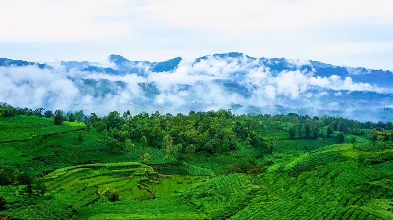 世界唯一的茶籽化石在贵州普安,茶籽化石被保存在哪个博物馆