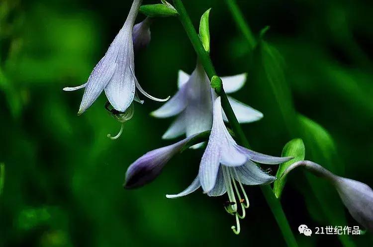 雨霖铃十二首原唱,朗诵经典作品雨霖铃