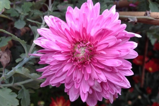 树的花语你知道是什么吗,你知道茉莉花的花语吗