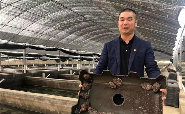 鲍鱼养殖致富经,人工养殖大鲍鱼