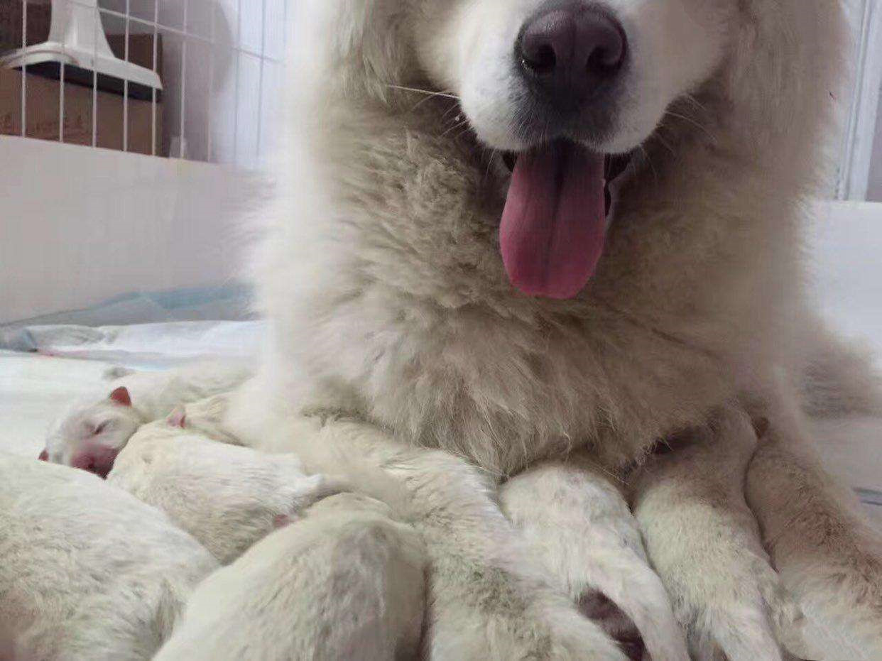 如何正确饲养萨摩耶幼犬小贴士