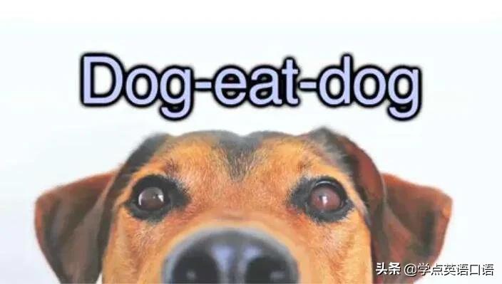 “Youareagaydog”不是“你是同性恋狗狗”