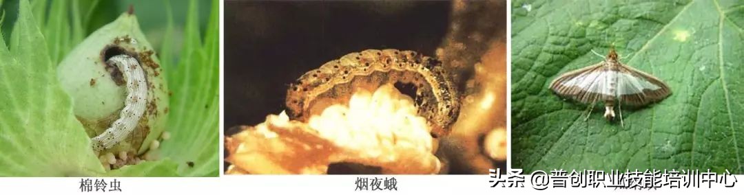 种菜防治病虫害最简单方法,种菜病虫害图片大全