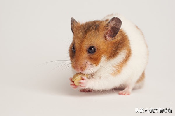 有什么适合宝宝养的宠物动物,最适合婴儿养的七种小动物