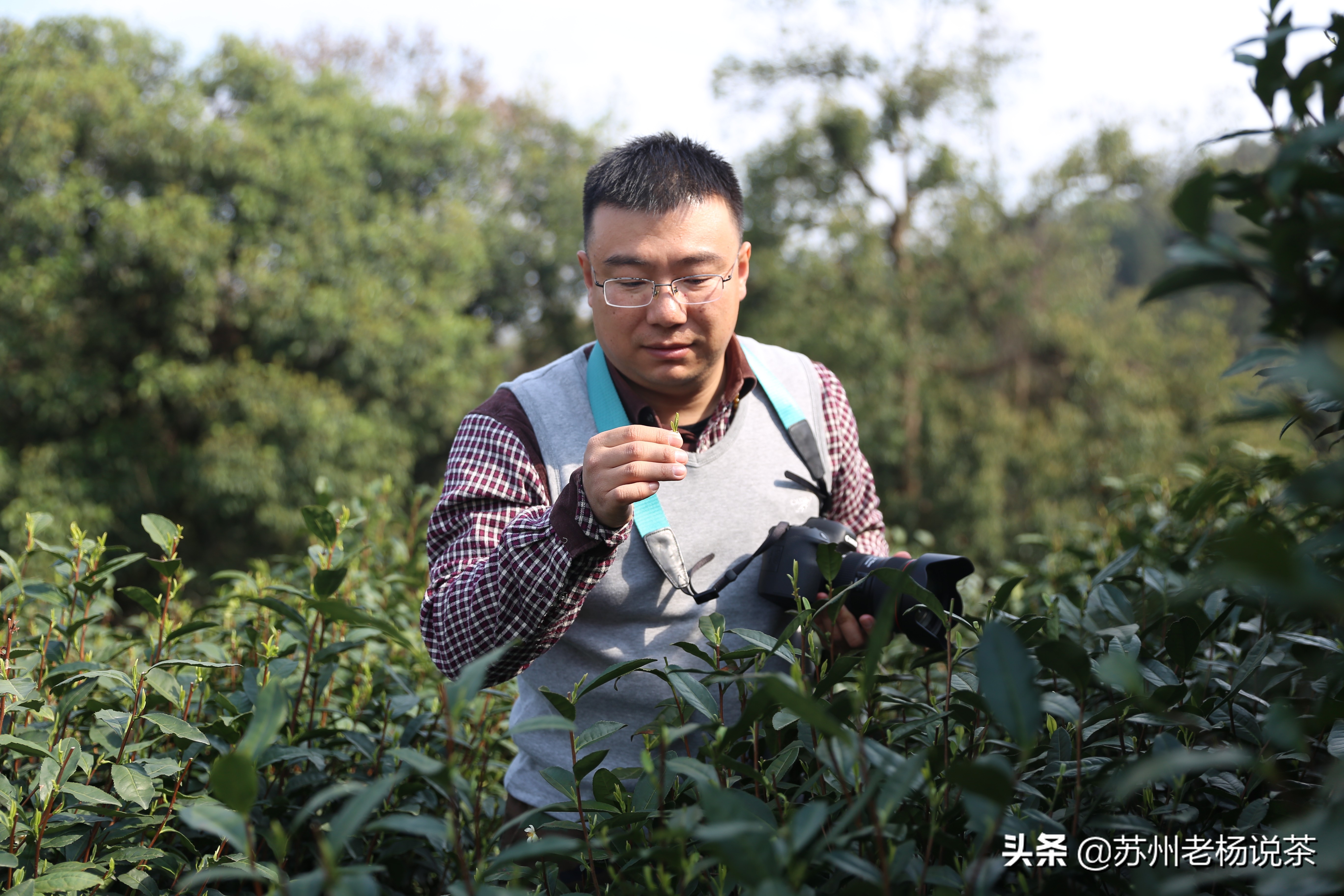 紫砂茶具收藏使用指南,紫砂茶具收藏技巧