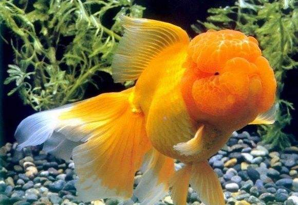 怎么养金鱼可以让金鱼活得更久,养金鱼必须要知道的这几个小技巧