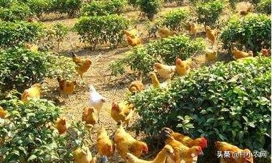 回农村搞养土鸡土鸡蛋发展怎么样,农村鸡散养挣钱么