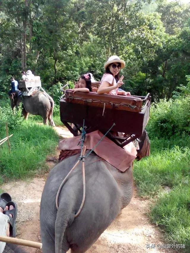 泰北玫瑰的英文,泰北玫瑰图片