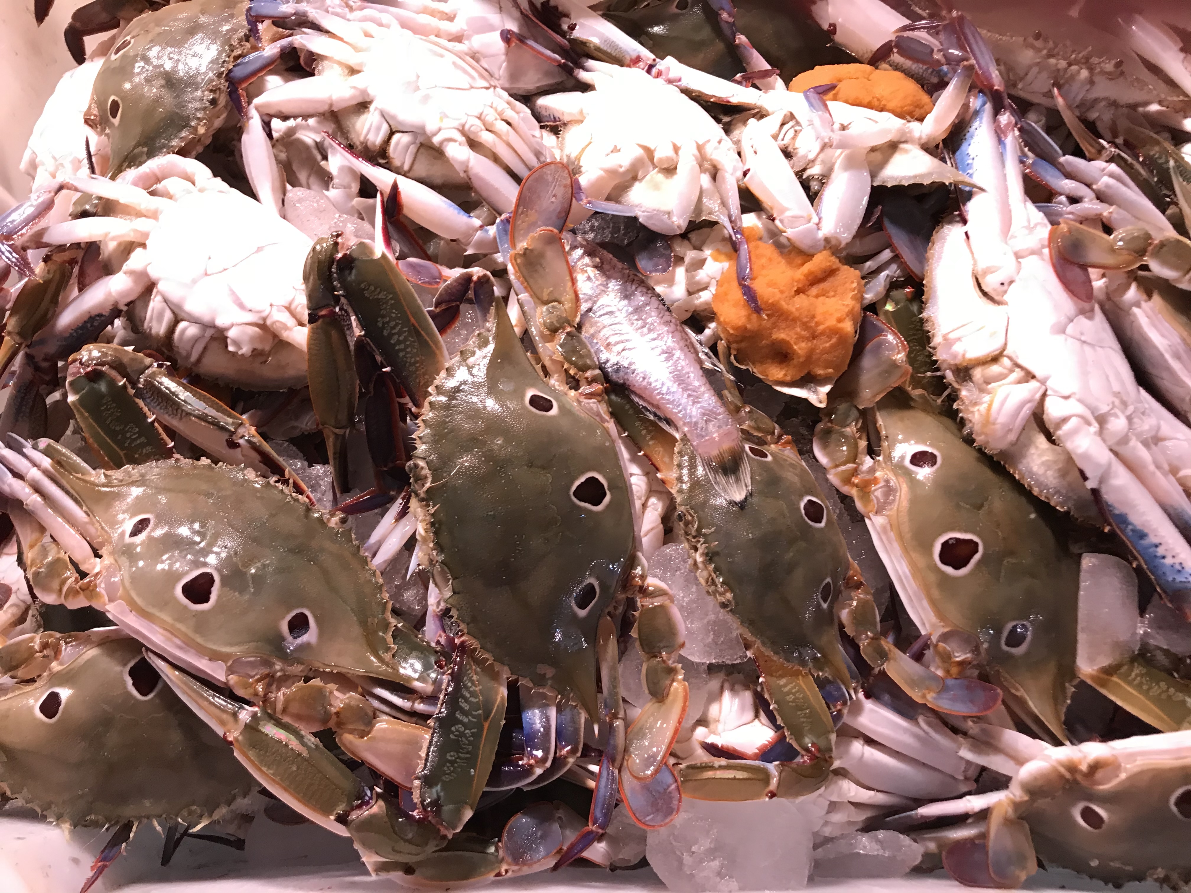 买螃蟹是大的好还是小的好,螃蟹一次买几斤比较好