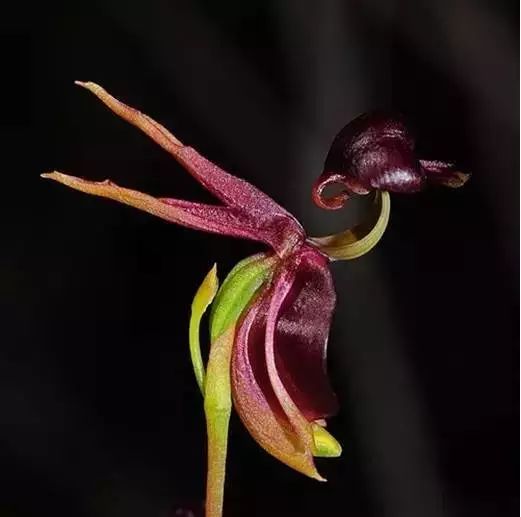 世界顶级奇花异卉,100种奇花异草图