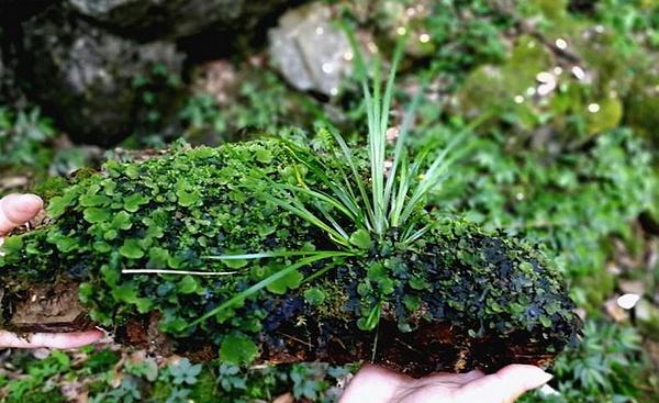 石头上的野草,河滩上的野草是什么野草