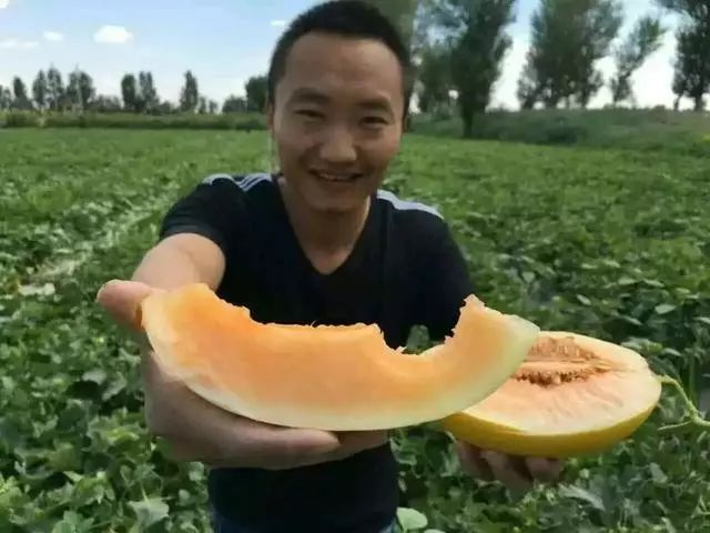 大漠甜瓜，甜甜蜜蜜就是民勤滋味