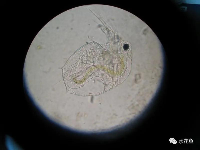 食藻虫怎么消灭,怎么培育食藻虫