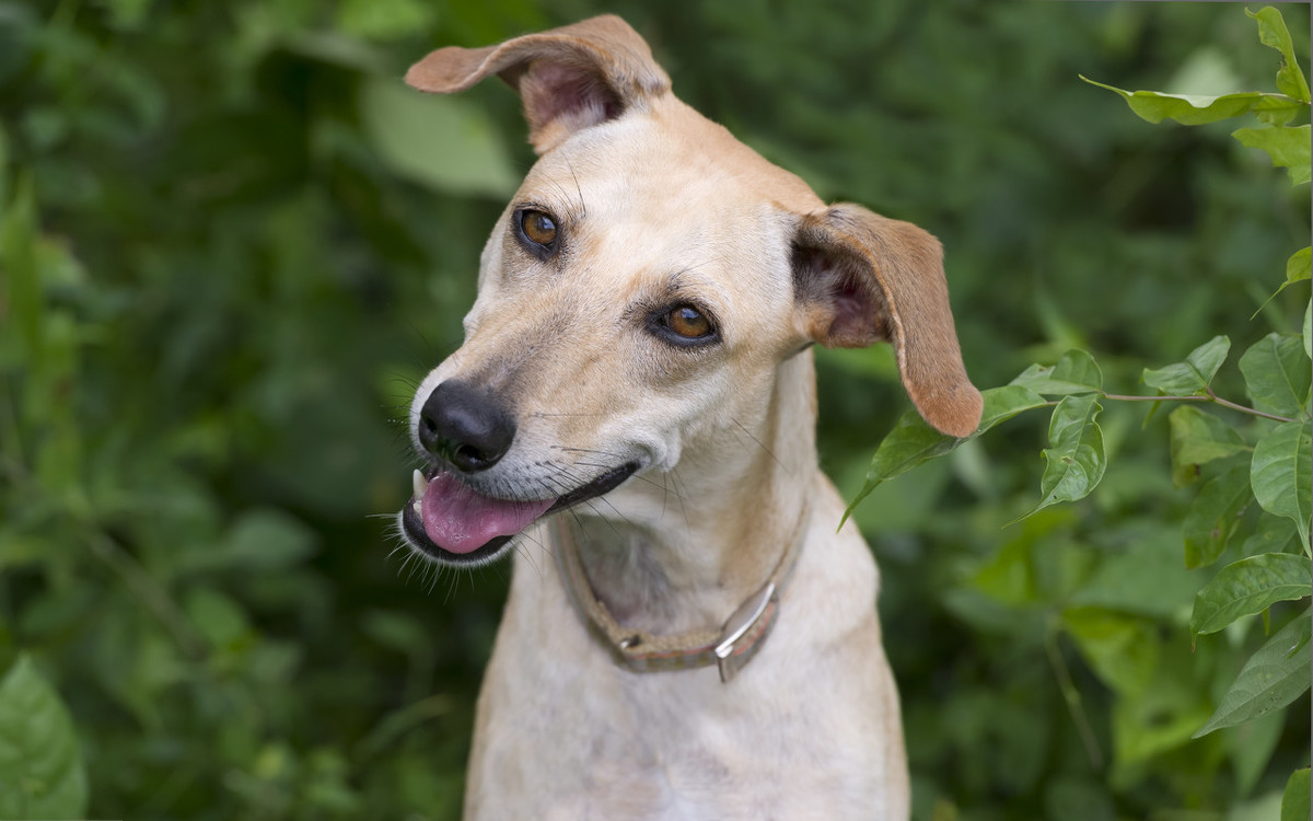 狗生仔要注意些什么,老狗生小狗要什么条件