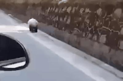 海豚“杰克”在暗礁海域为船只引航41年，爱让我们更懂得善待生命