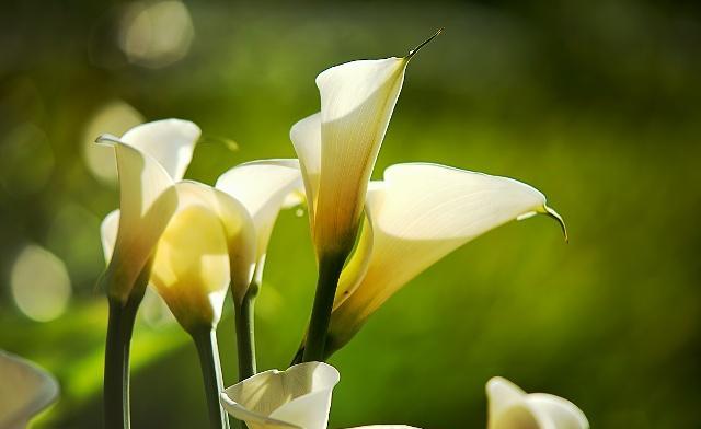 马蹄莲的养殖方法及注意事项,马蹄莲养殖方法与注意事项