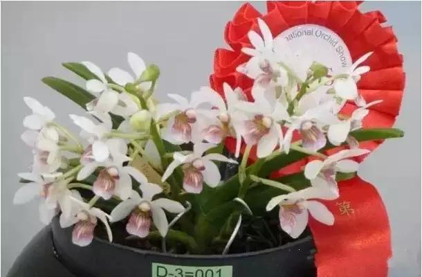 极品中的精品兰花,带你回忆天价兰花蕙兰篇