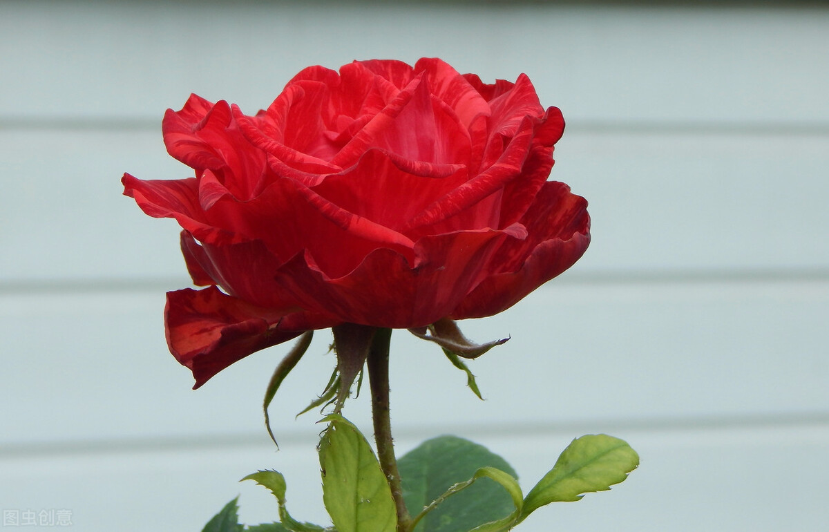 历史上乾隆玫嫔孩子,历史上真正的玫嫔