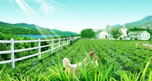 农村创业好点子推荐,最有前景的10个农村创业点子