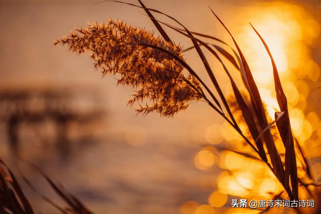 蒹葭苍苍白露为霜所谓伊人完整版,蒹葭苍苍白露为霜所谓伊人