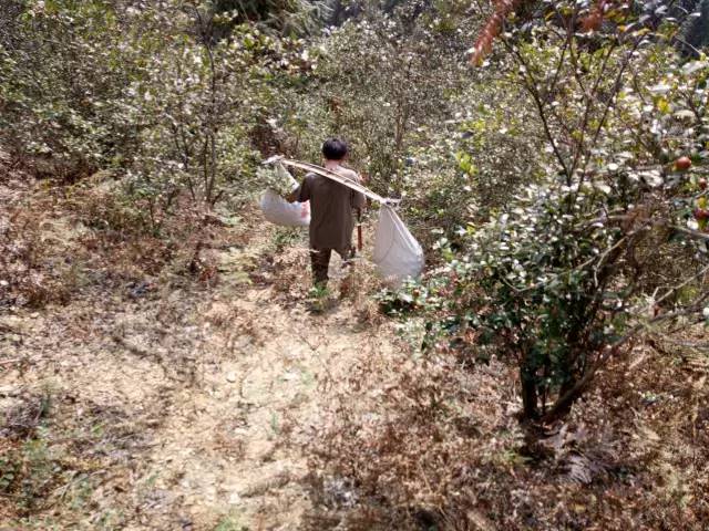 都说茶油好，但茶油的惊人作用，兴宁人知道吗？