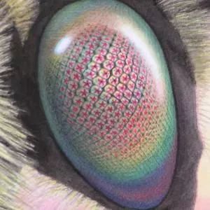 你知道蜜蜂有多少眼睛吗,蜜蜂为什么有那么多眼睛