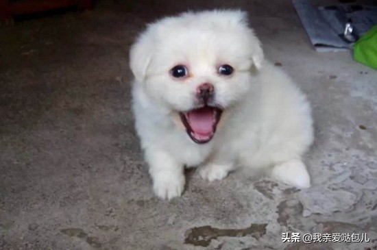 狗狗呕吐带狗狗看病,狗狗出现了呕吐的症状怎么办