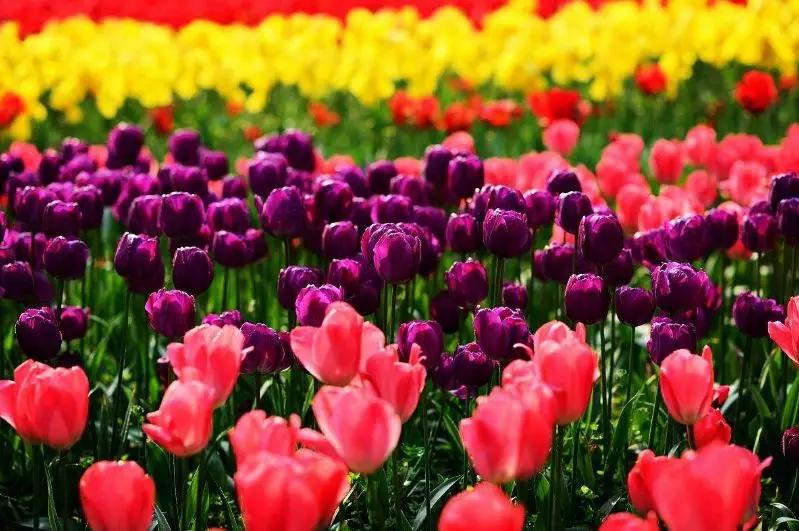 世界各国国花有哪些,各国的市花和国花有什么