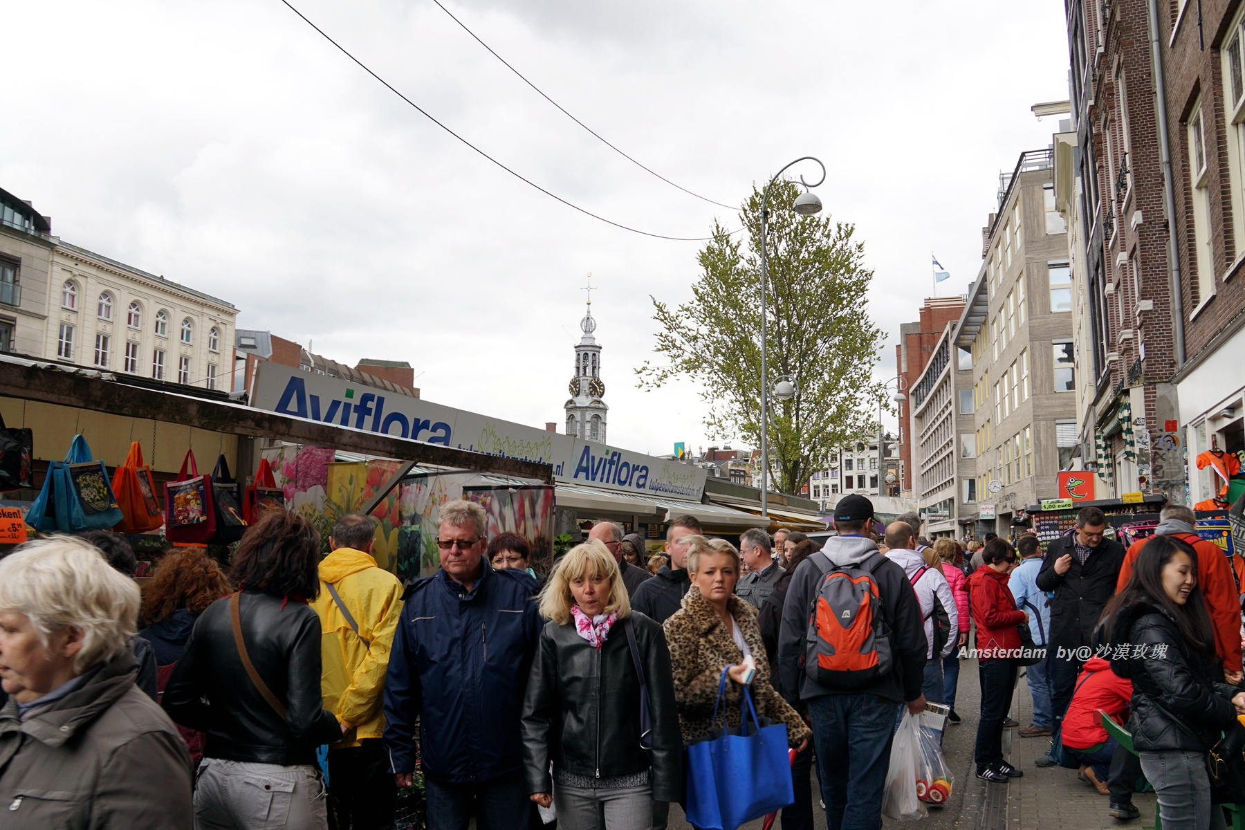 带你观赏荷兰郁金香,荷兰郁金香花海什么时候开