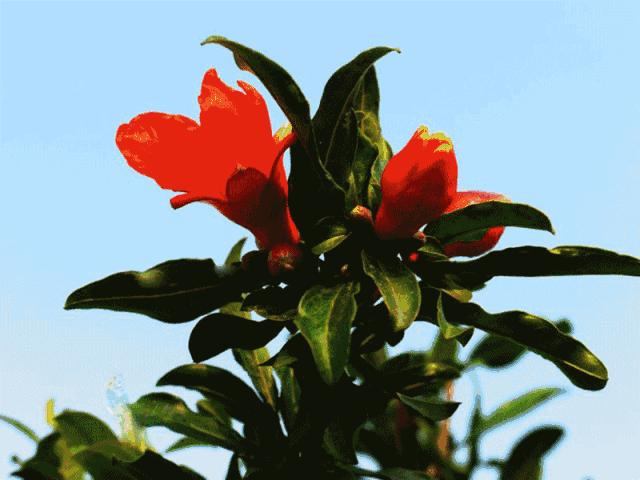 中国各城市市花图片简介,各个城市的市花有哪些