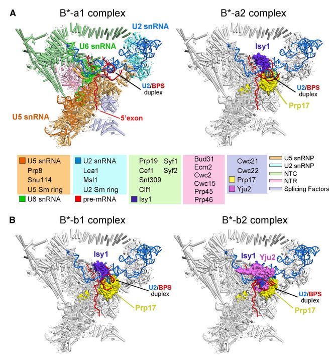中国冷冻电镜技术进展,冷冻电镜最新研究