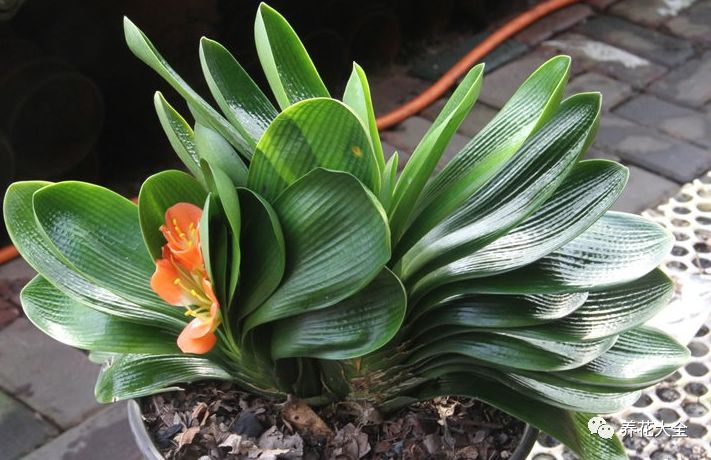 绿萝与铜钱草四季养护,怎么让铜钱草长得和绿萝一样