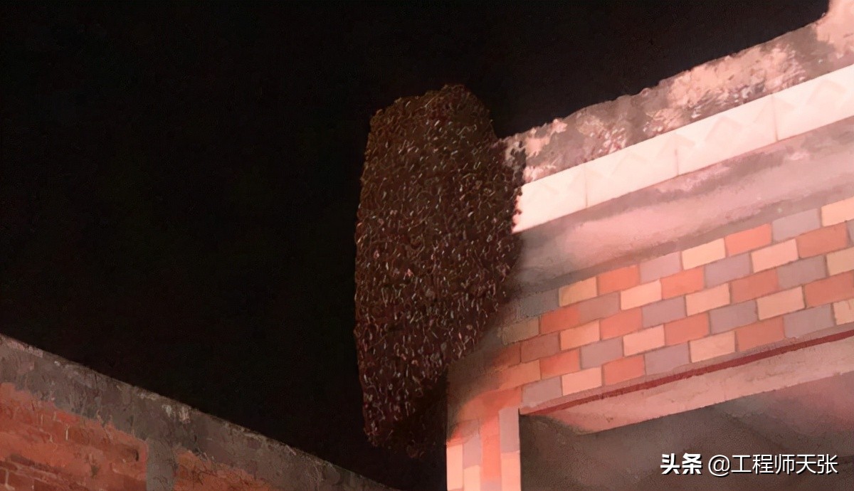 广西发现巨型马蜂,楼顶惊现巨型马蜂窝直径达半米