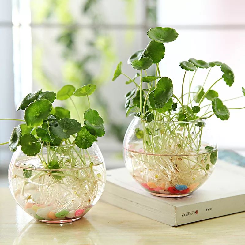 种花一年四季都能生根,冬天种花枝条多久生根