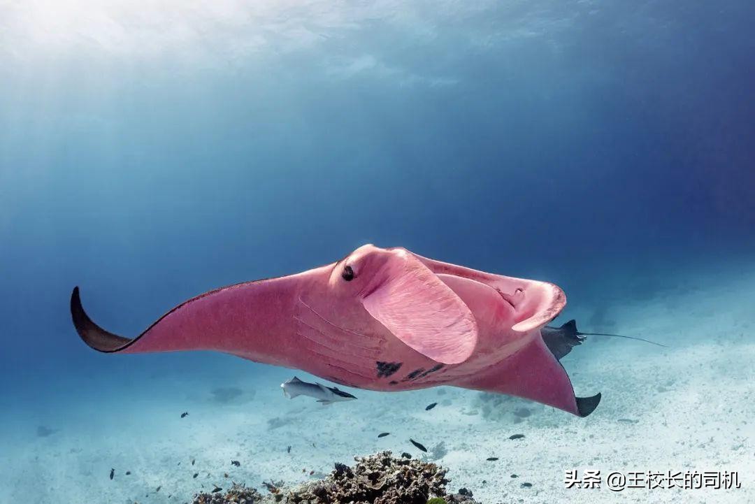 这12个网站，怎么可以这么好看