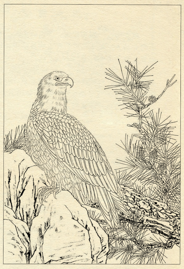 白描鹰技法基础入门,工笔画素材白描鹰图漂亮