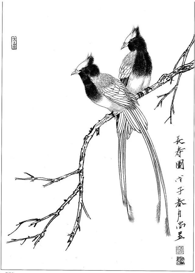 工笔花鸟白描步骤图,牡丹六尺横幅白描工笔花鸟底稿