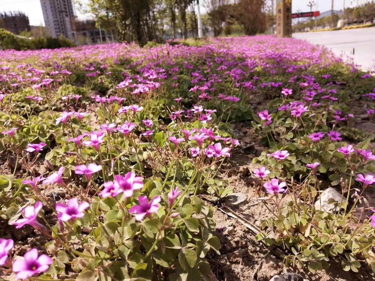 红花三叶草如何彻底根除,三叶草给花卉带来的病虫害