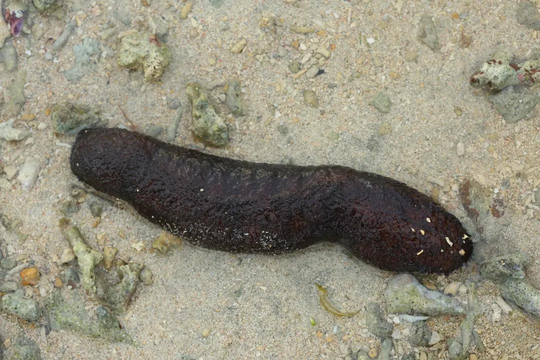 鎺㈢娴锋磱姘存瘝绉戞櫘,娼滄按鍛樻捣搴曟帰闄╀笉鏂欐児鎬掑ぇ鐧介波