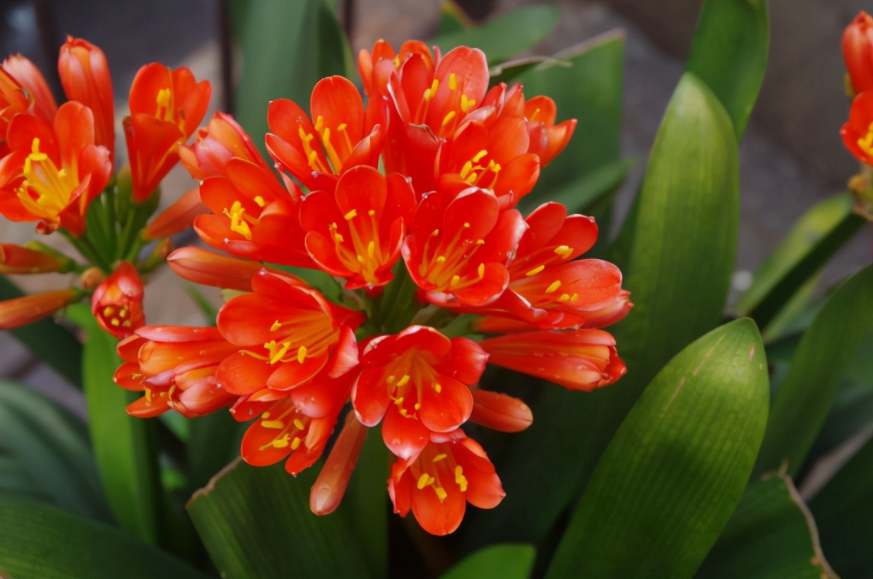 君子兰怎样养护可以长期不用换盆,养君子兰啥时候换盆最合适