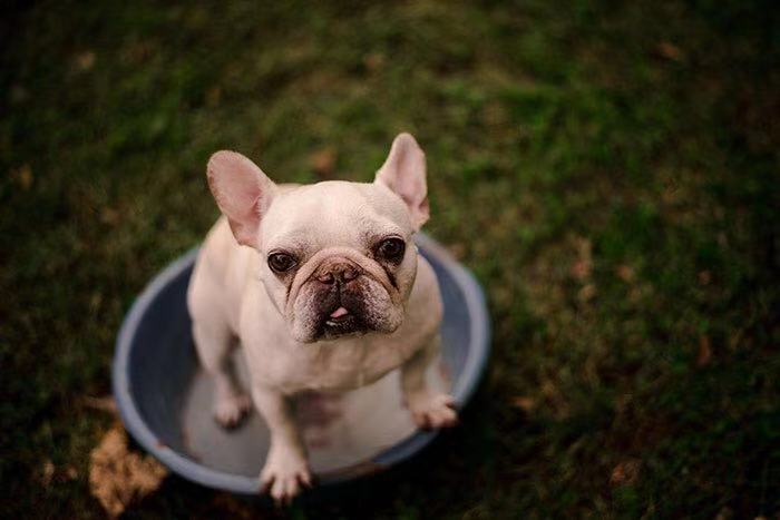 和斗牛犬拍照,斗牛犬拍写真集