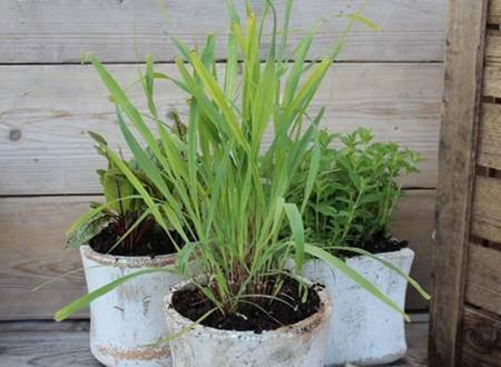 适合养在卧室的灵草,薄荷草适合在卧室内养会影响睡眠