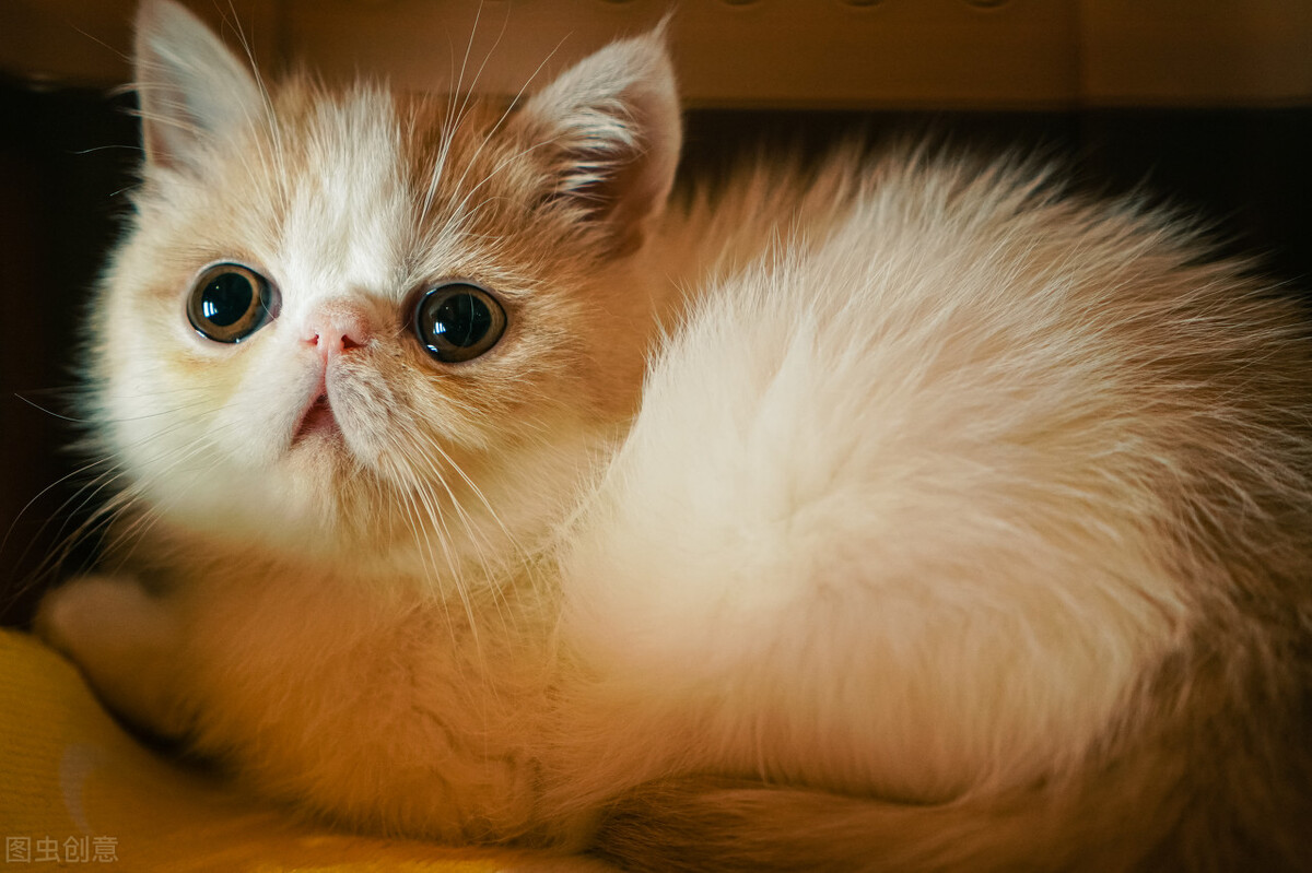 新手养小猫要注意什么,新手养猫还是养狗好一点