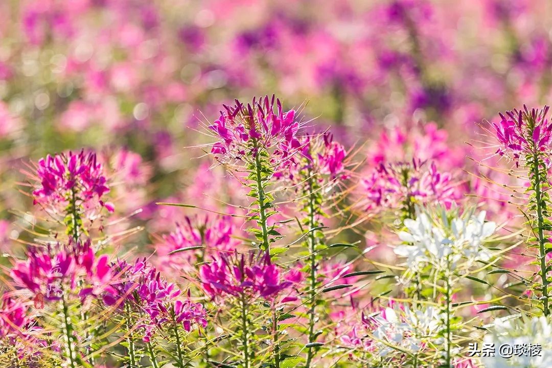 春风十里不如你，这些花海在国庆节期间盛放，不要错过了