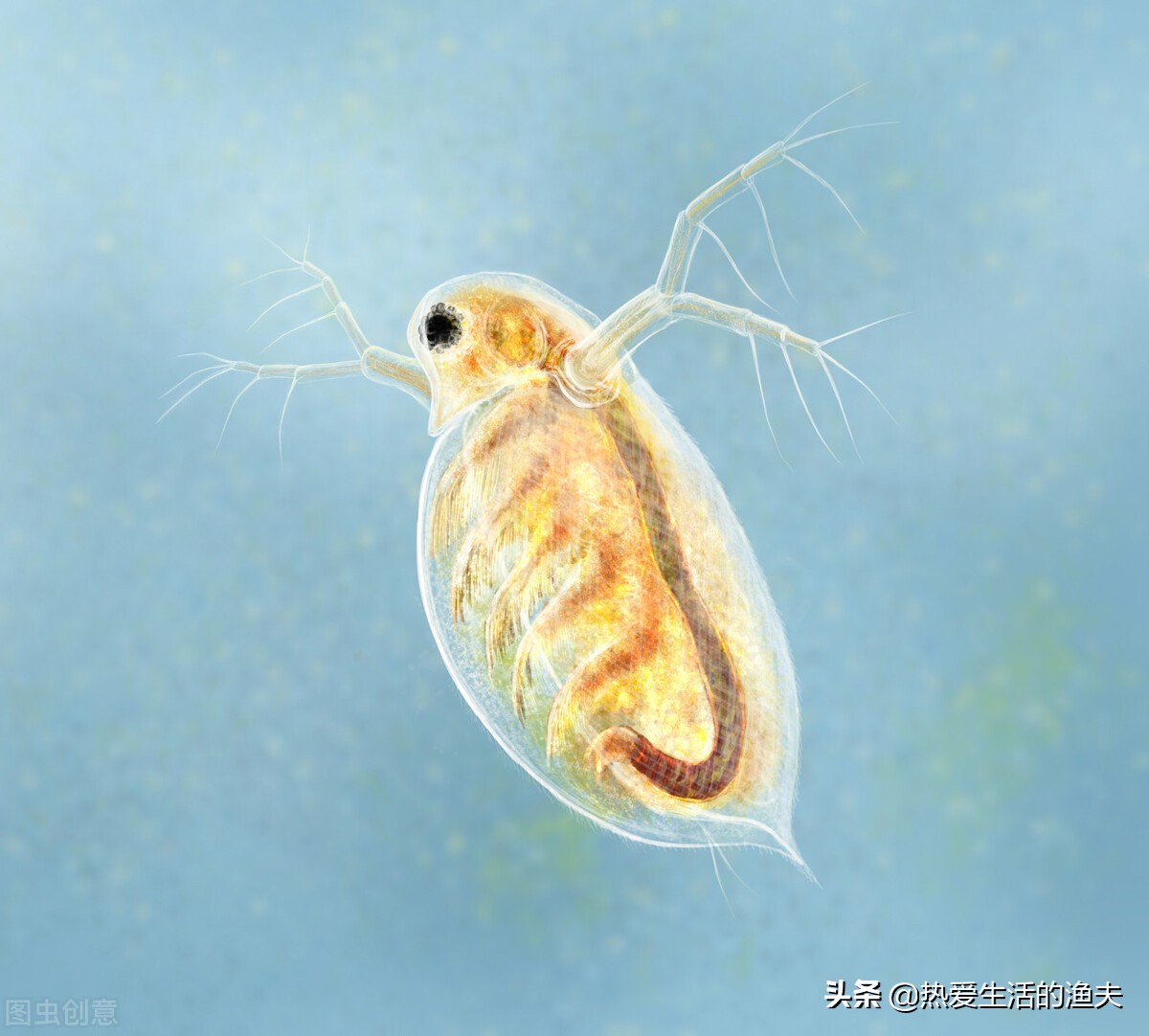 刚孵化出来的金鱼苗多久能喂食,金鱼鱼苗养几个月才能开过滤