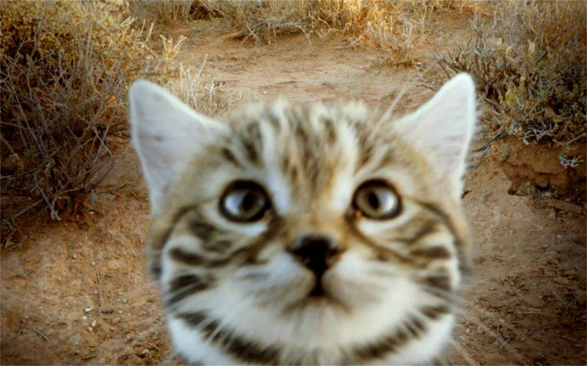 非洲最小的猫，猫科捕猎效率最高的“杀戮机器”，被全世界禁养