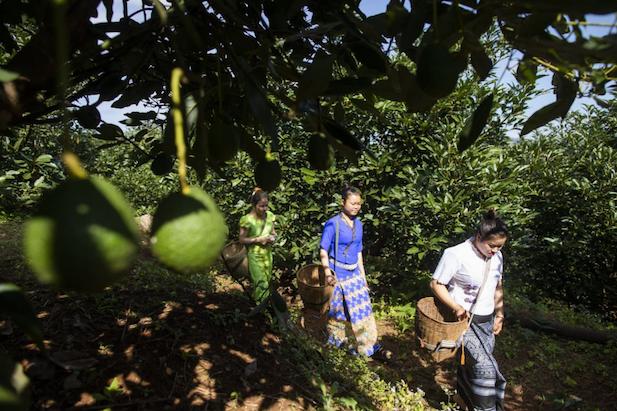 返乡创业摆摊卖鸭货,农村创业卖鸭
